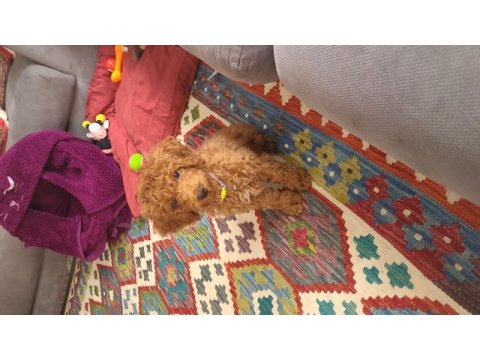 Akıllı oyuncu sağlıklı sevgi dolu bir aile poodle