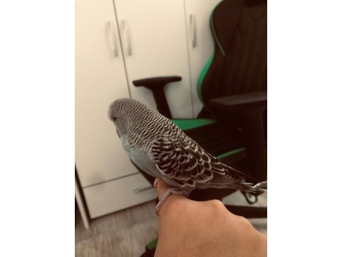 İri şov jumbo vasıflı muhabbet kuşu