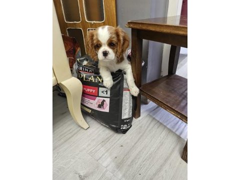 Emsalsiz cavalier king charles yavrularım ev ortamından
