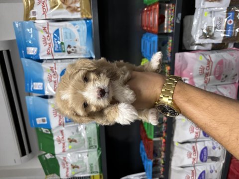 Maltipoo güzelliklerimiz yeni ailesini bekliyor