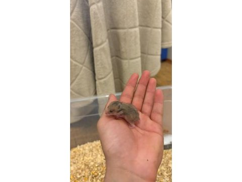 Yavru golden hamster