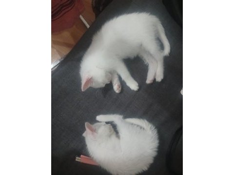 Karışım ırk kedilerim