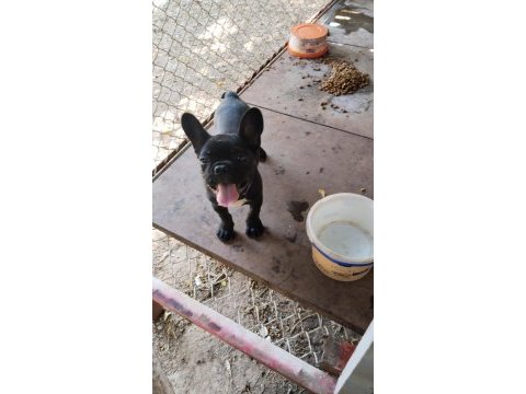Yer sıkıntısı için köpeğimiz uyguna verilecektir