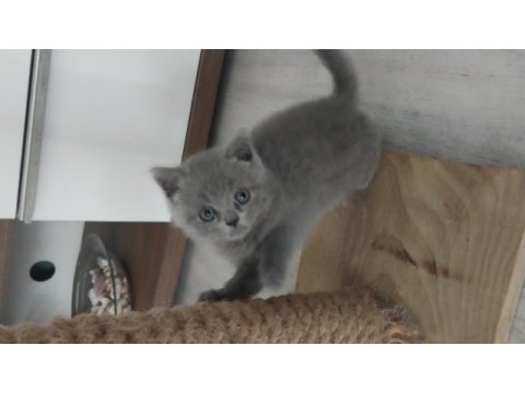 British shorthair yavrular yeni yuvasına hazir