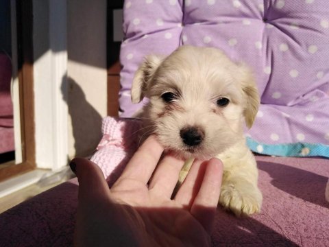 Safkan maltipoo yavrular görerek alabilirsiniz