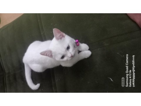 British shorthair