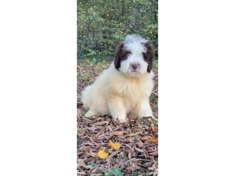 Chocolate pied aussiedoodle yavrumuz