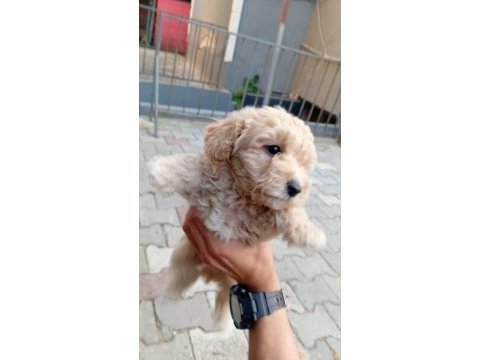 Arthur ve sakız'ın yavruları maltipoo