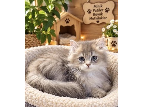 British longhair secereli