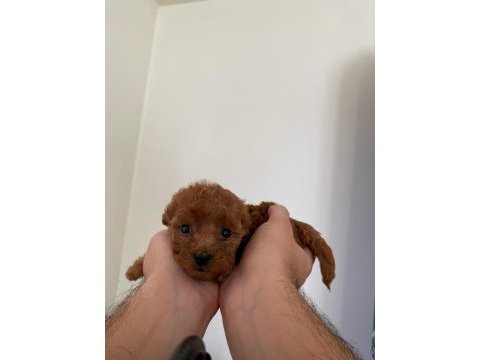 16 kasım doğumlu toy poodle