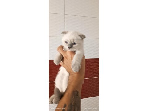 Lynx point scottish fold dişi
