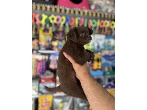 Kalite isteyene çikolata longhair chihuahua bebekler
