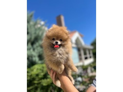 Yeni ailesini arayan pomeranian