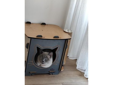 British shorthair blue point 2 yaşında