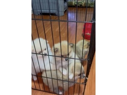 Pomeranian boo yavrularımız