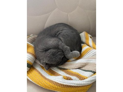 Sevimli uysal scottish fold