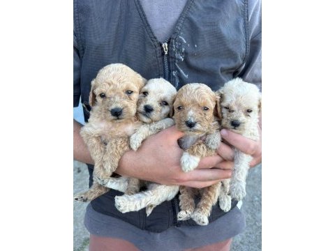 Maltipoo yavrular