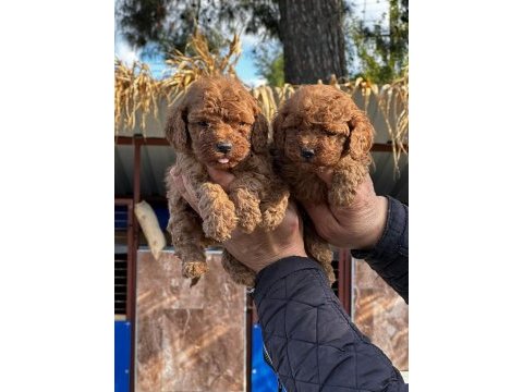 Toy poodle sevimli yavrularım