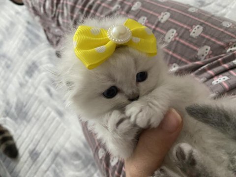 Scottish fold kaliteli dişi