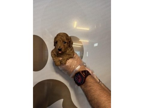 Toy poodle safkan yavrularımız