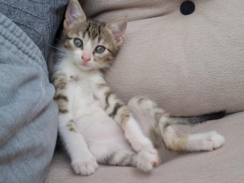 1 aylık dişi tekir