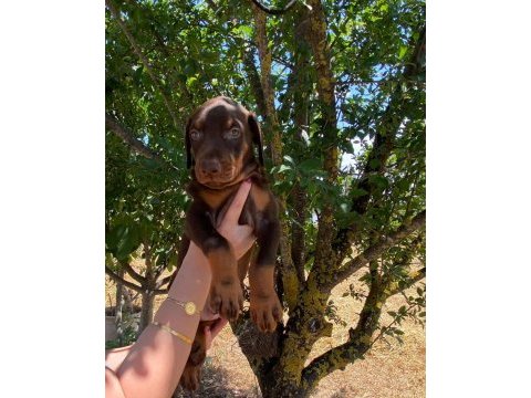 Safkan doberman yavruları