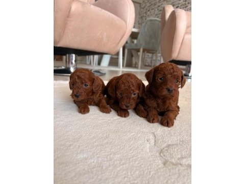 Safkan red brown toy poodle