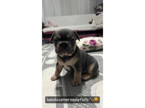 İsabella & fluffy taşıyıcı french bulldog bebekler
