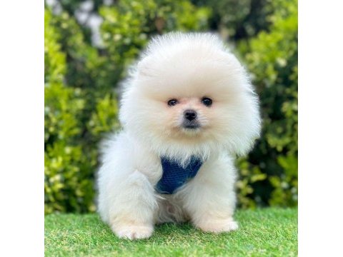 Sevimli pomeranian boo yavrularımız