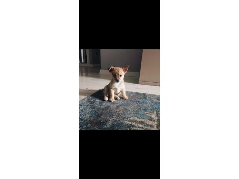2 aylık çiş pedi eğitimli chihuahua