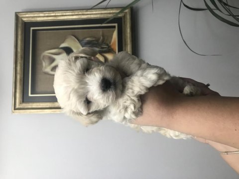 Maltipoo köpeği bebeklerim
