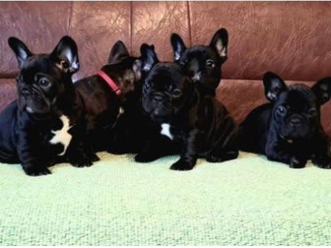 Siyah french bulldog yavrum hazır