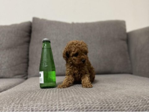 Tea cup dişi toy poodle yavrumuz