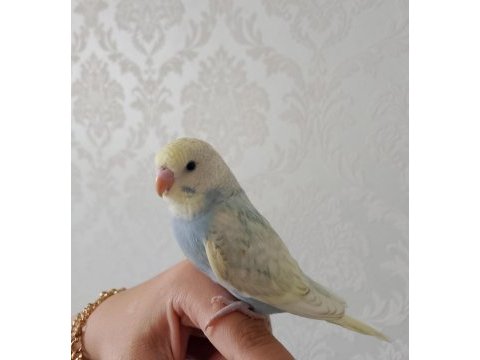 Cins yavru muhabbet kuşu