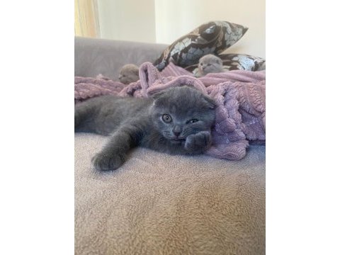 Scottish fold yavrularım
