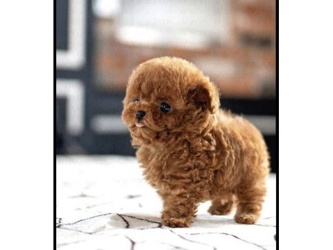 Show kalıte kore teacup poodle yavrumuz