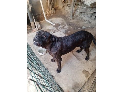 Dişi cane corso
