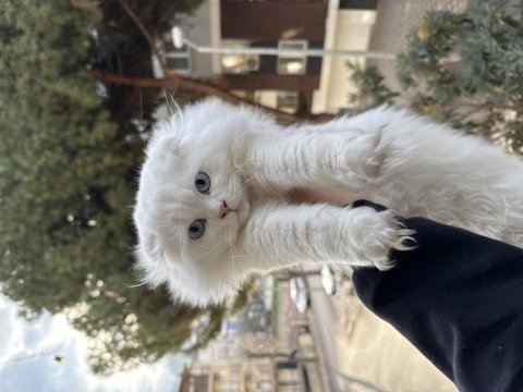 Yavru renkli gözlü pamuk gibi tüyü scottish fold
