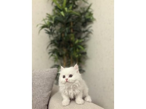 Brıtısh longhaır yavrularım 