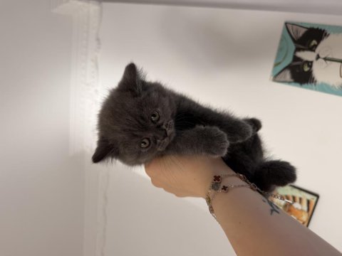 Orjinal safkan top kafa dişi british shorthair
