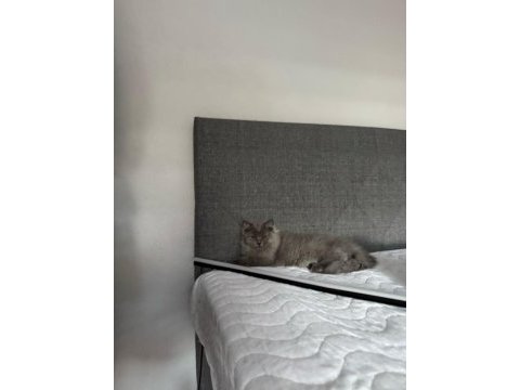 4 aylık yavru kediler