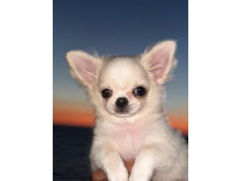 Harika chihuahua yavruları