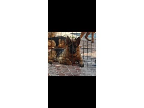 Şecereli eğitimli genç yetişkin alman çoban köpeklerimiz