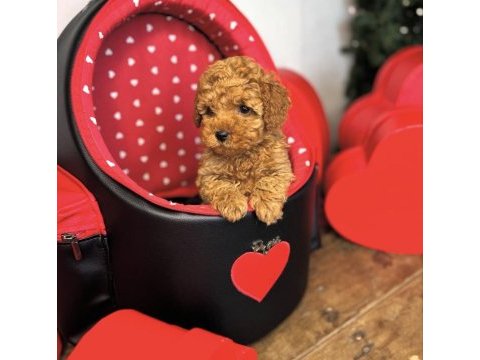 Toy poodle bebekleri