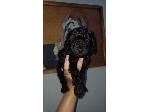 Toy poodle yavrular siyah