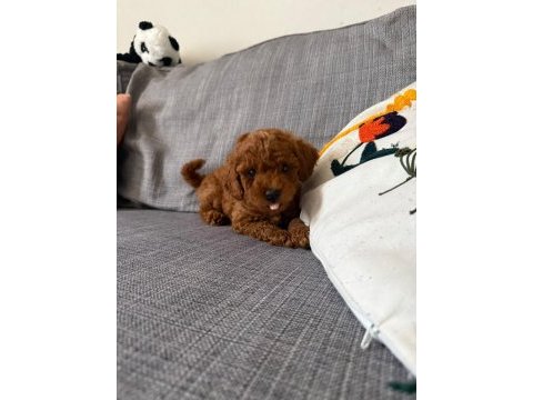 Görüntülü aramaya açık toy poodle yavrum