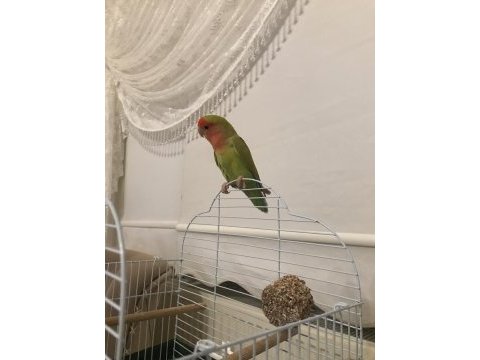 5 aylık sevda papağanı