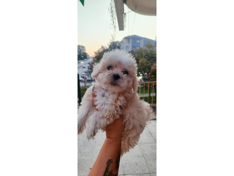 Akıl küpü minik maltipoo paticik