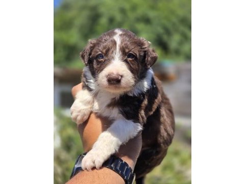 Border collie yavruları