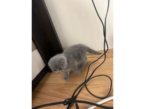 3 aylık dişi scottish fold